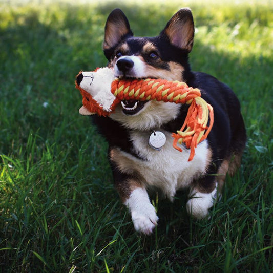 KONG Winder Fox Medium