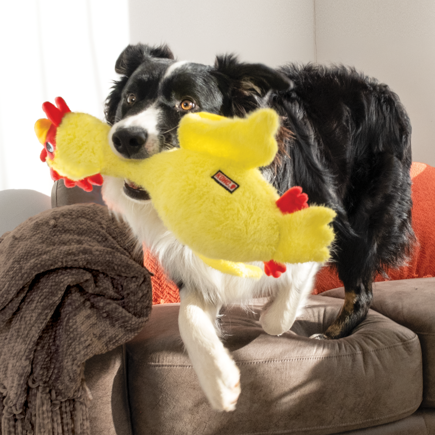 KONG Scruffs