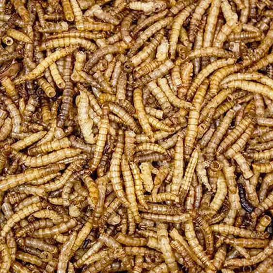 Dried Mealworms