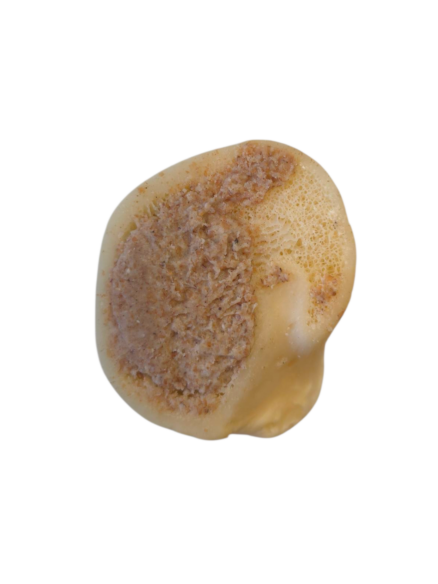 Filled Bones 12cm - 15cm