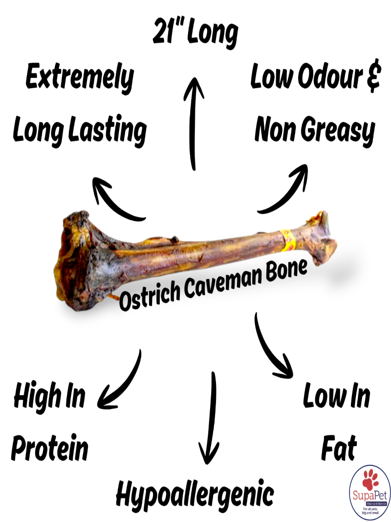 52cm Air Dried Ostrich Cave Man Bone