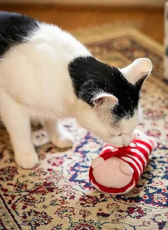 Penny The Pig In The Blanket