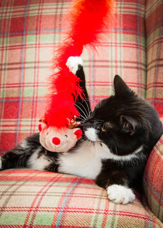Roxy Raindeer