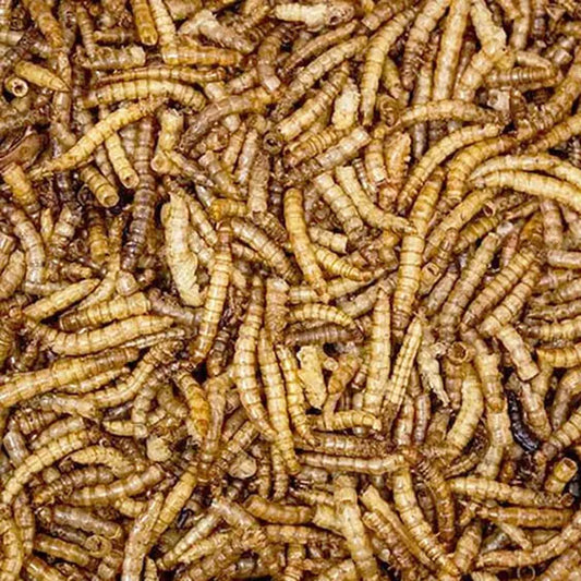 Dried Mealworms