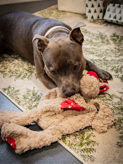 Dasher Dino