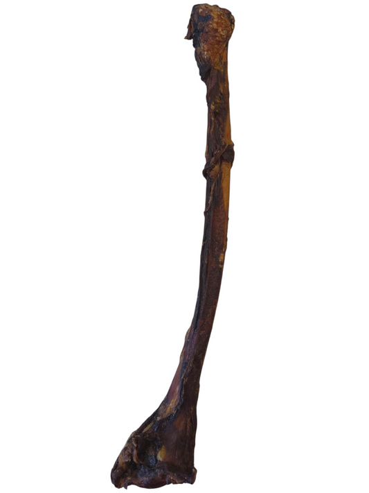 Ostrich Wing Bone