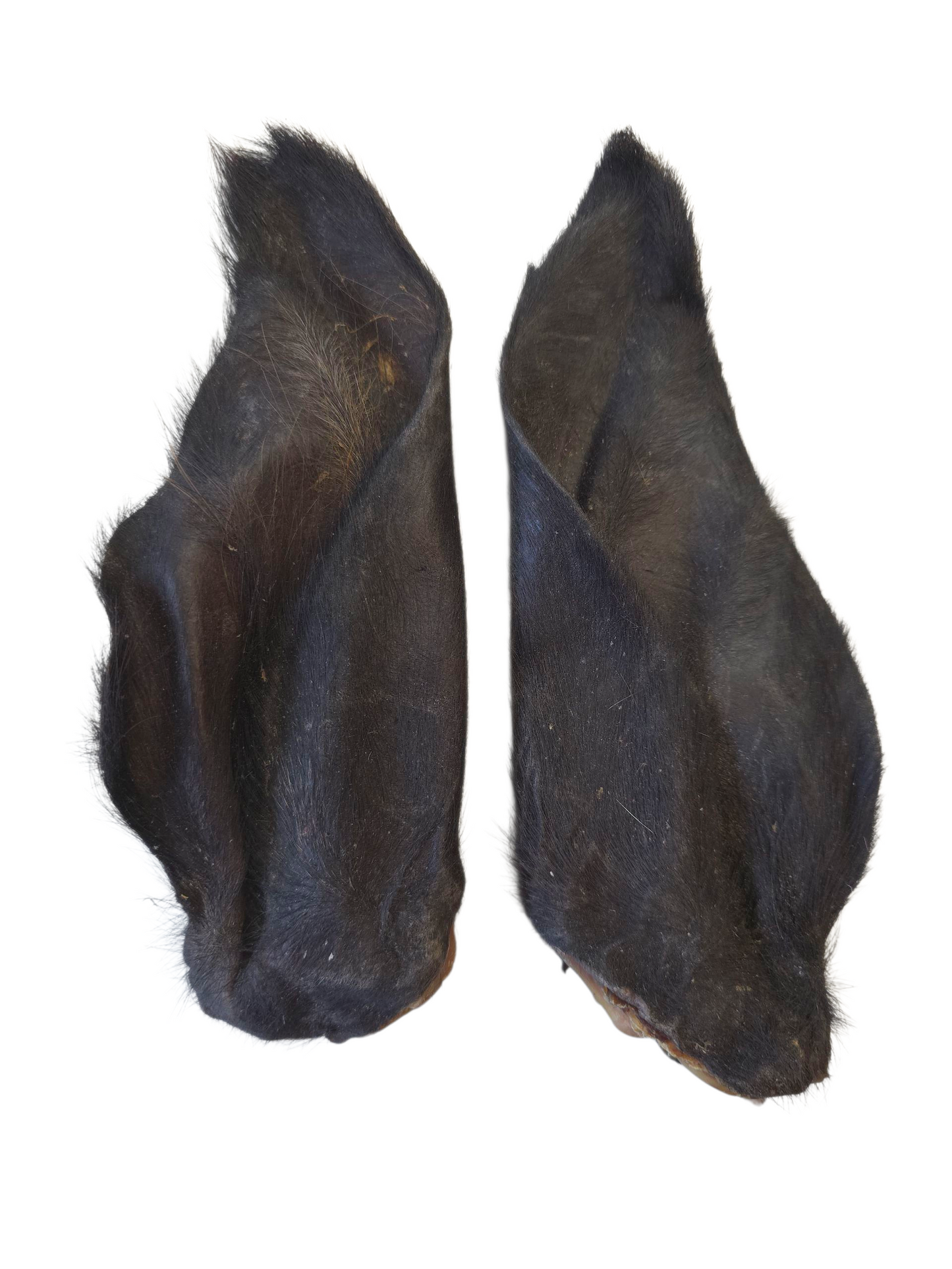 Furry Cow Ears