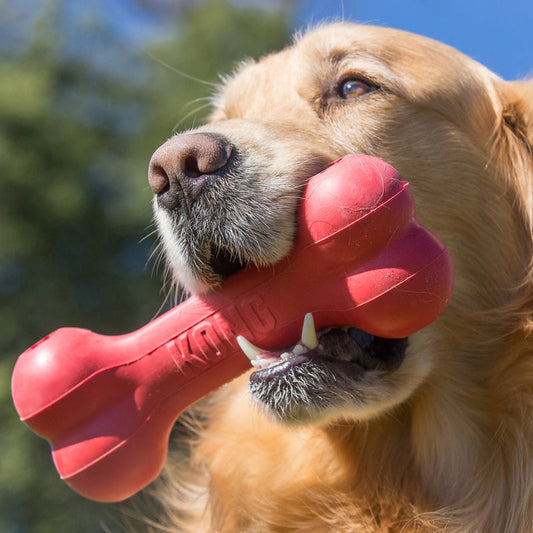 Kong Goodie Bone (Med)