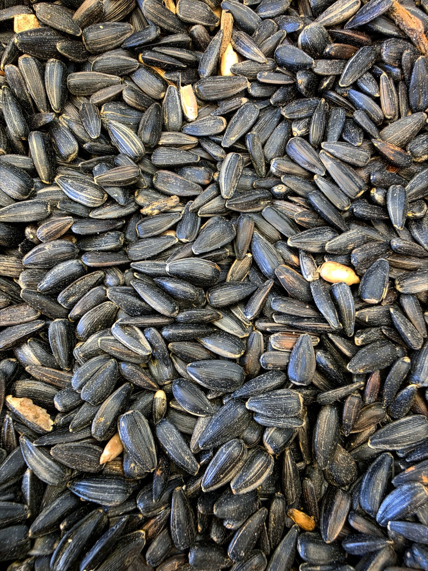 Black Sunflower Seeds - 1kg